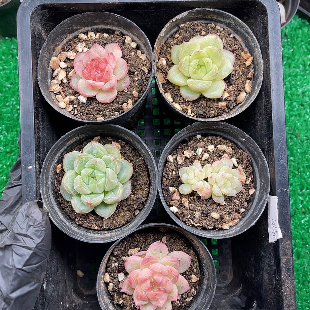 多肉植物一物一拍6-86