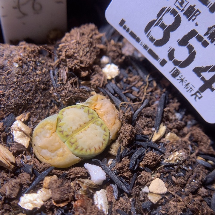 精品sss生石花854