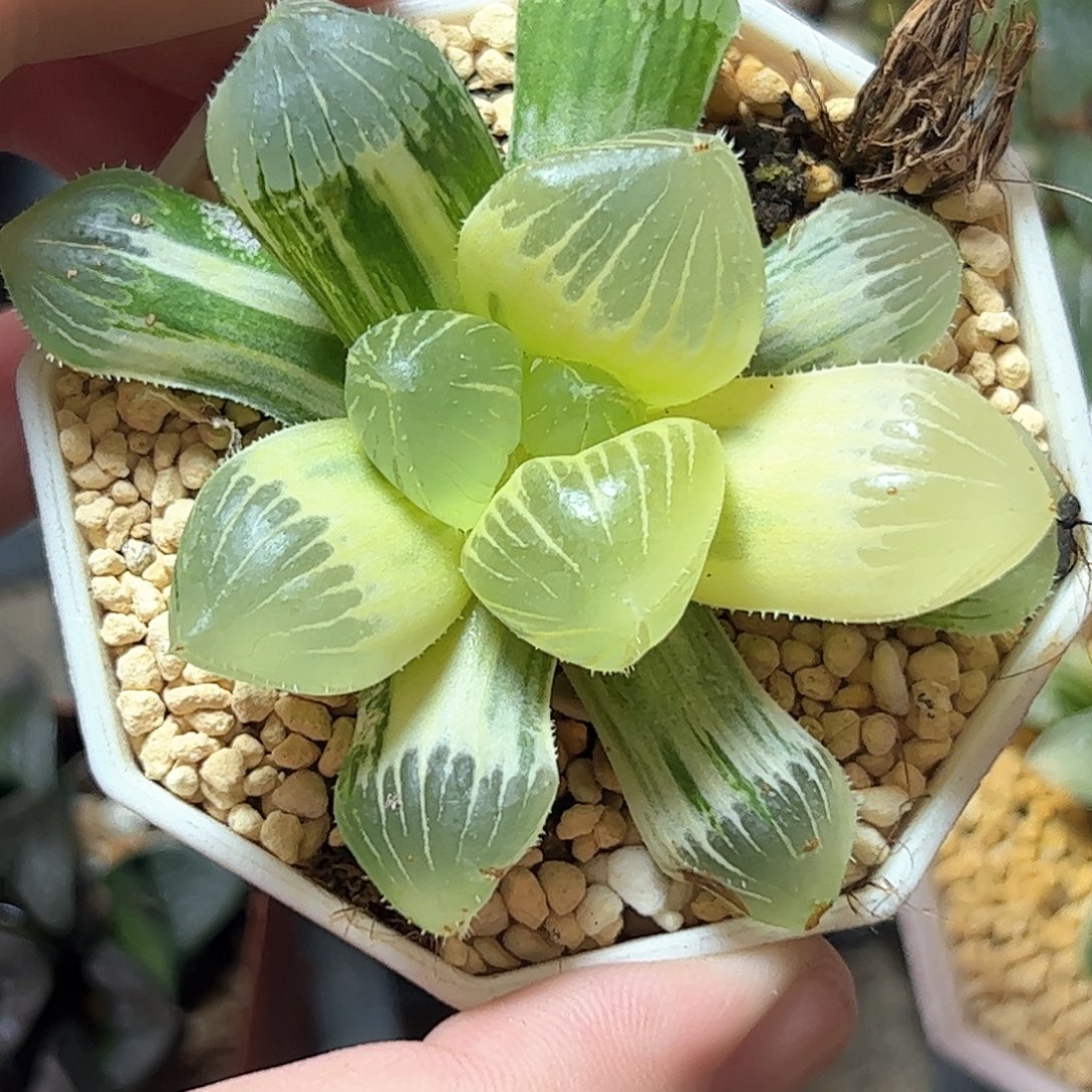 糊斑糯玉露亚成株锦十二卷多肉