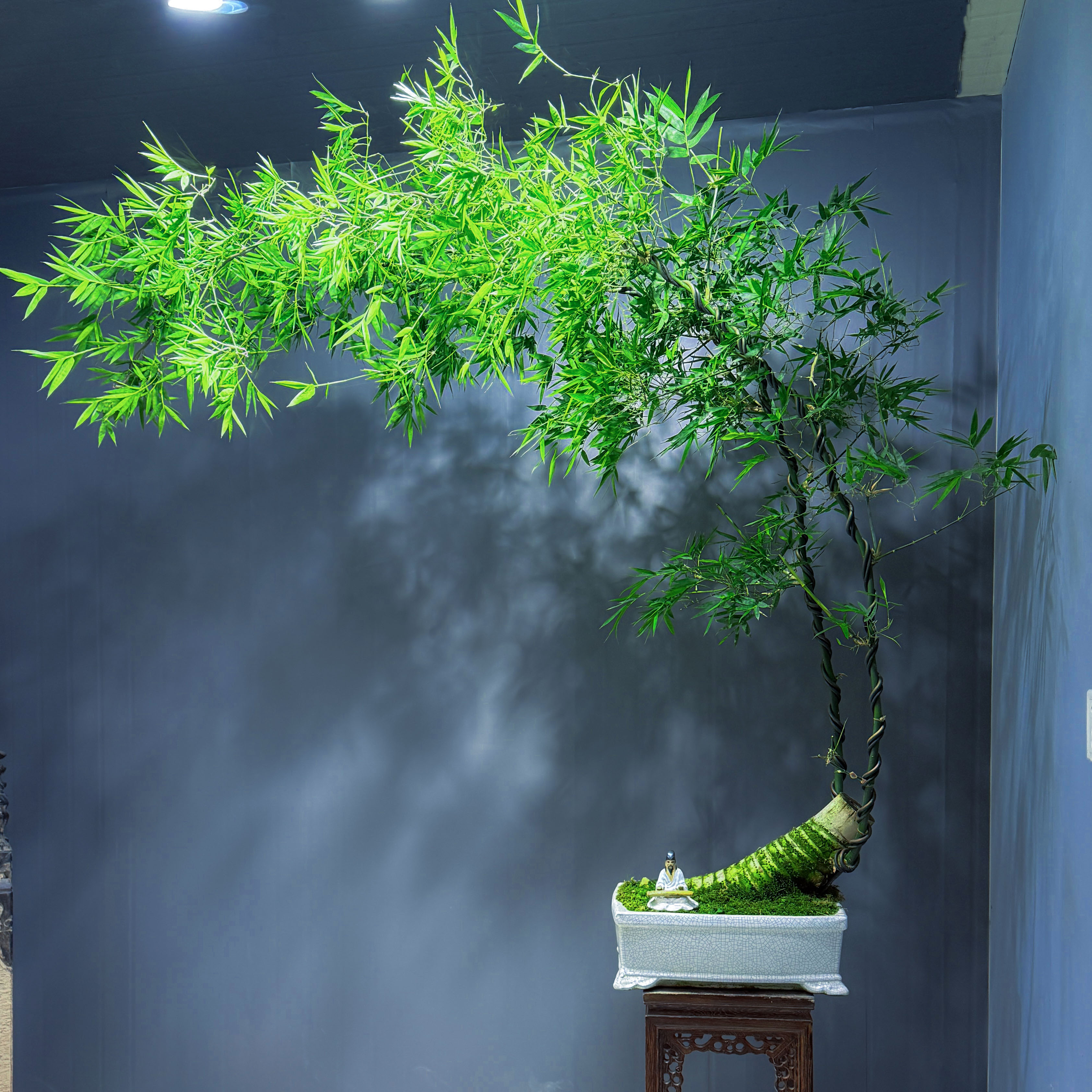 茶台精品#精致意境款小叶簕竹高端盆景，提升室内空间高级设计感。