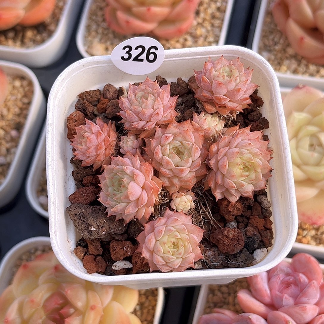 326  麦秆群 满18包邮