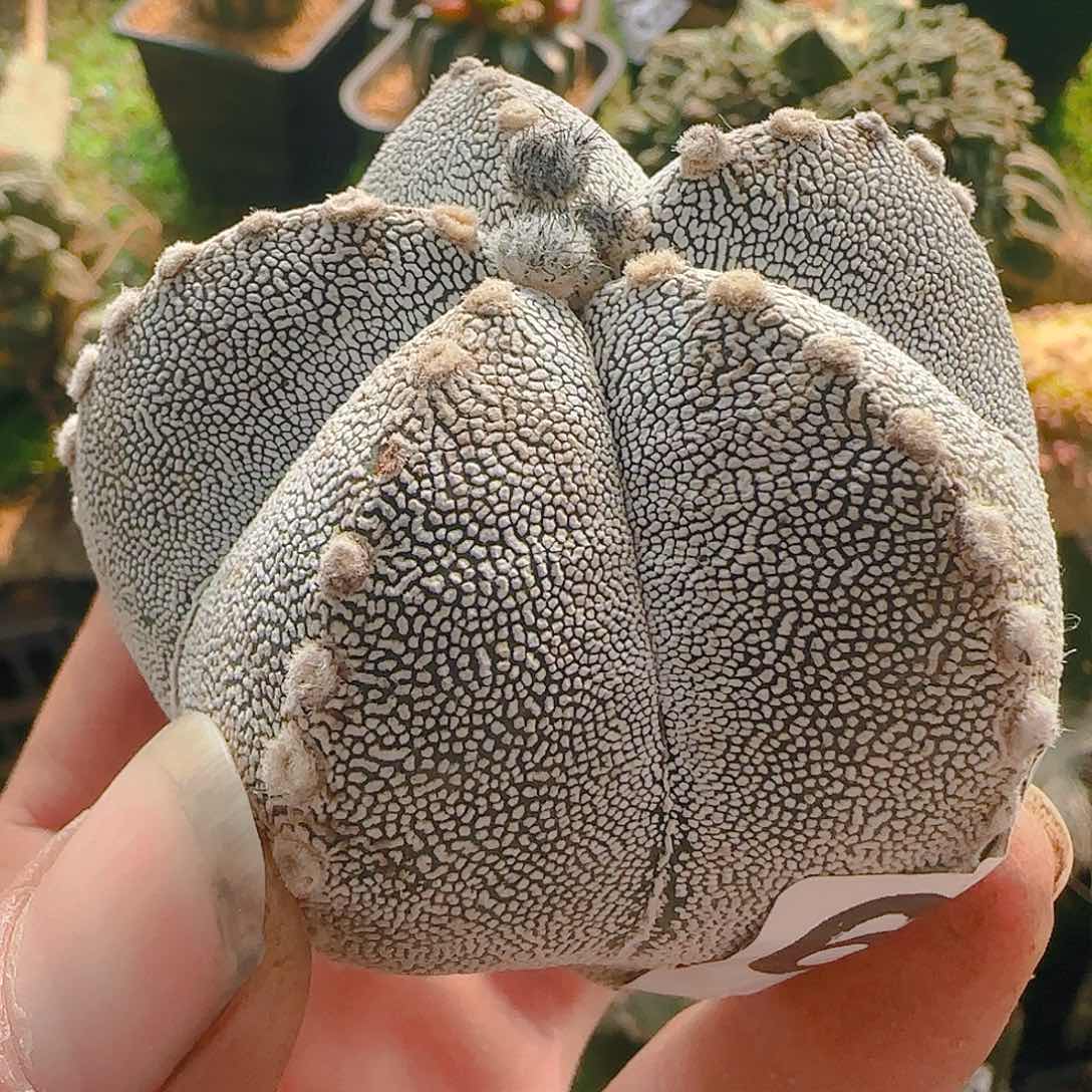 嗯中683刚出根的