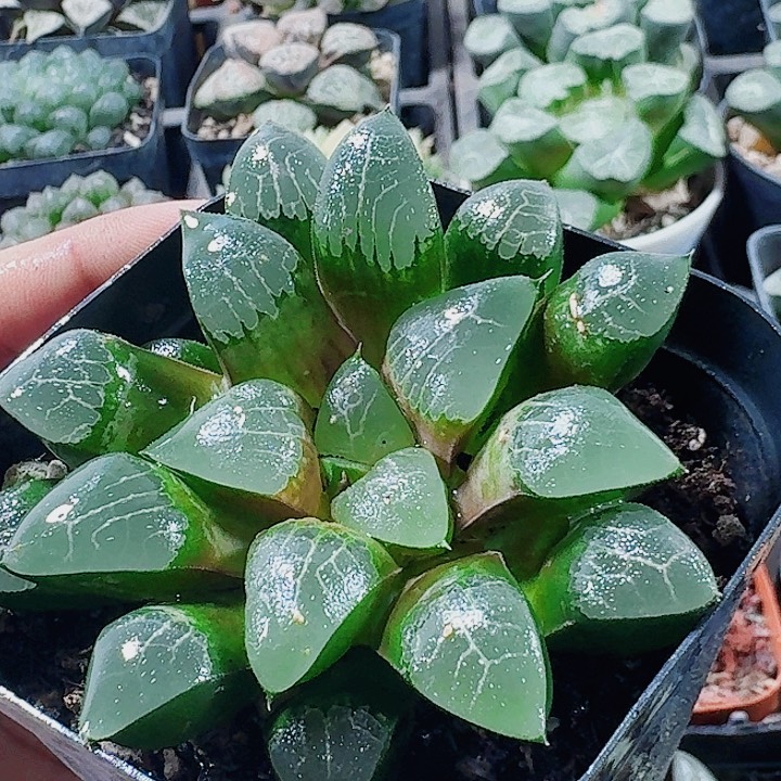 无花朵十二卷实生寿 福利