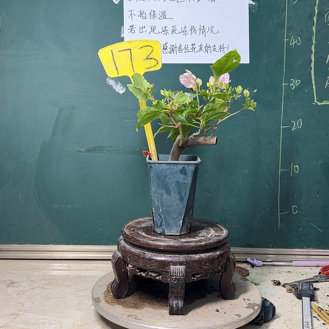 完全开放   广红樱 造型坨坨  方盆173