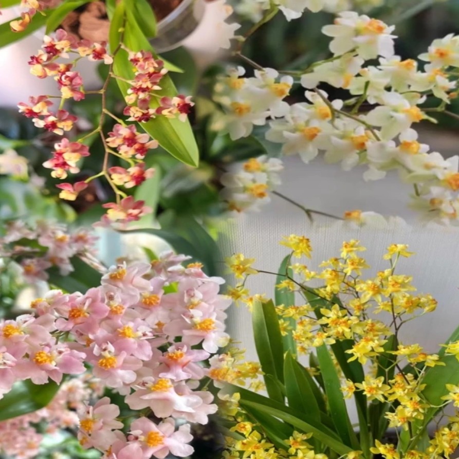 梦香兰--梦香兰五色混发不支持备注介意勿拍