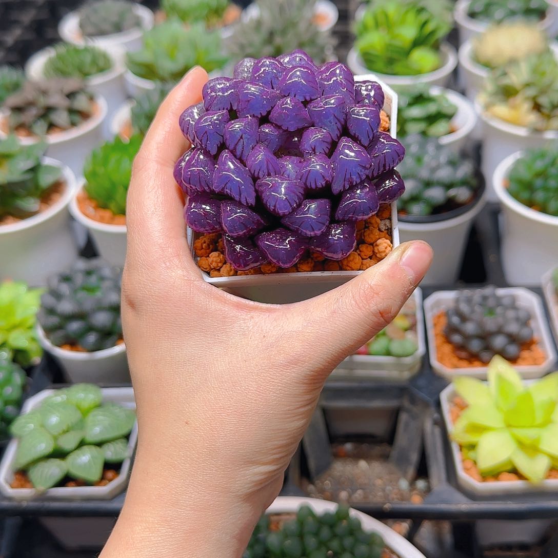 紫宝石冰灯玉露，原盆，人工上色