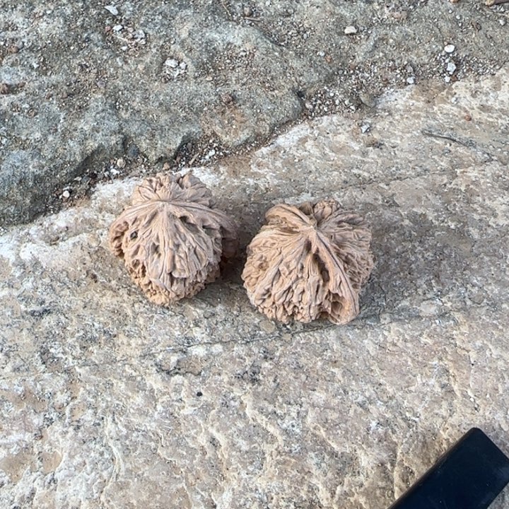 翱***翔文玩核桃把件白狮子