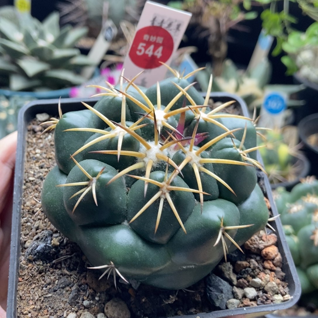 实生豪刺安宅象牙7.9cm