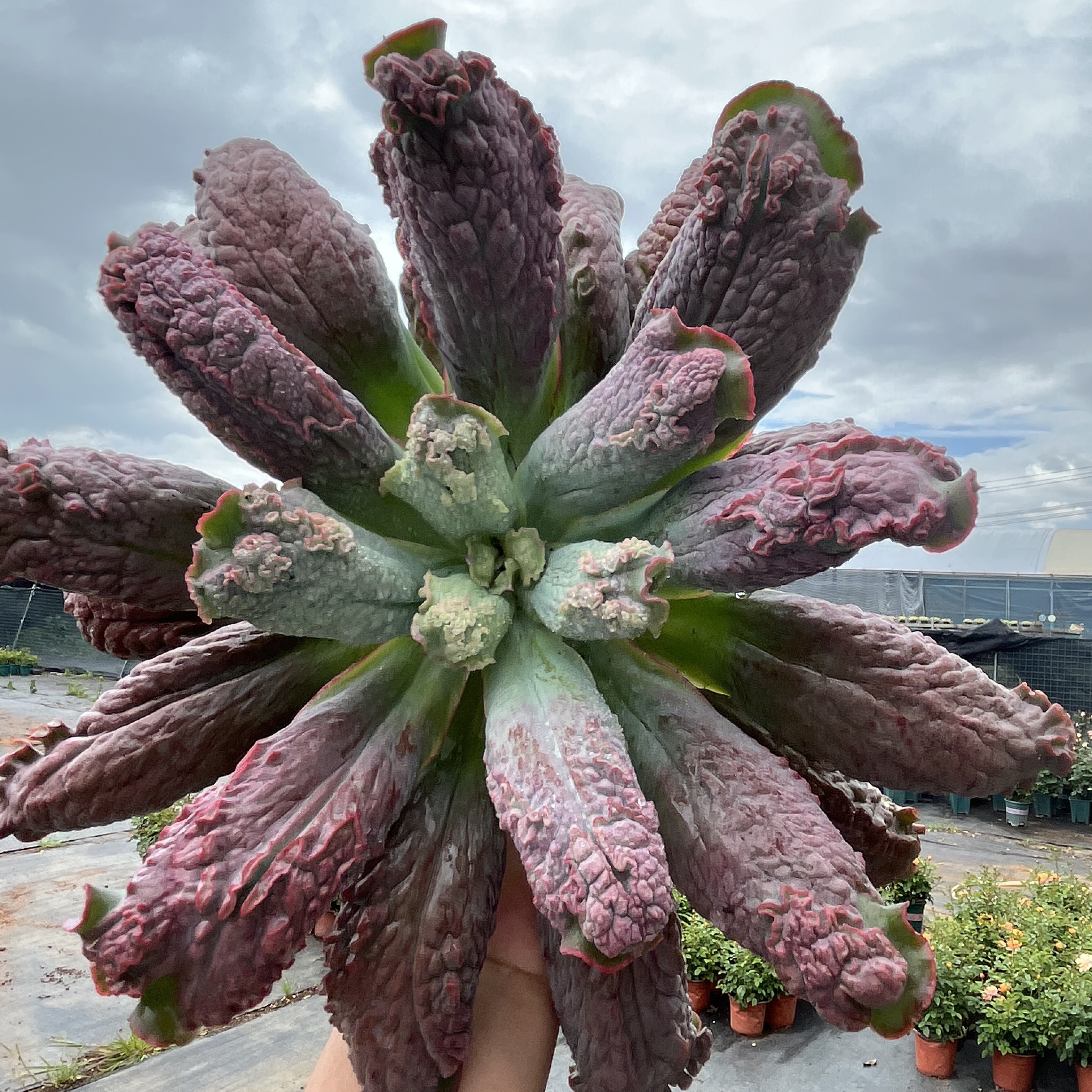 男爵老桩多肉植物 好看好养