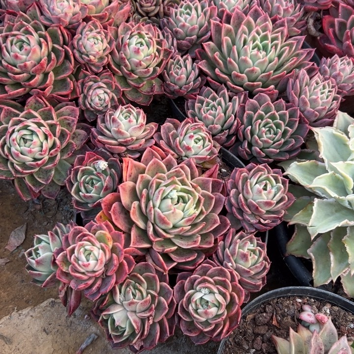 红女巫老桩随机发货