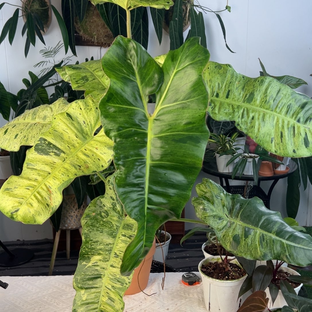 完全开放超大老桩绿天堂蔓绿绒