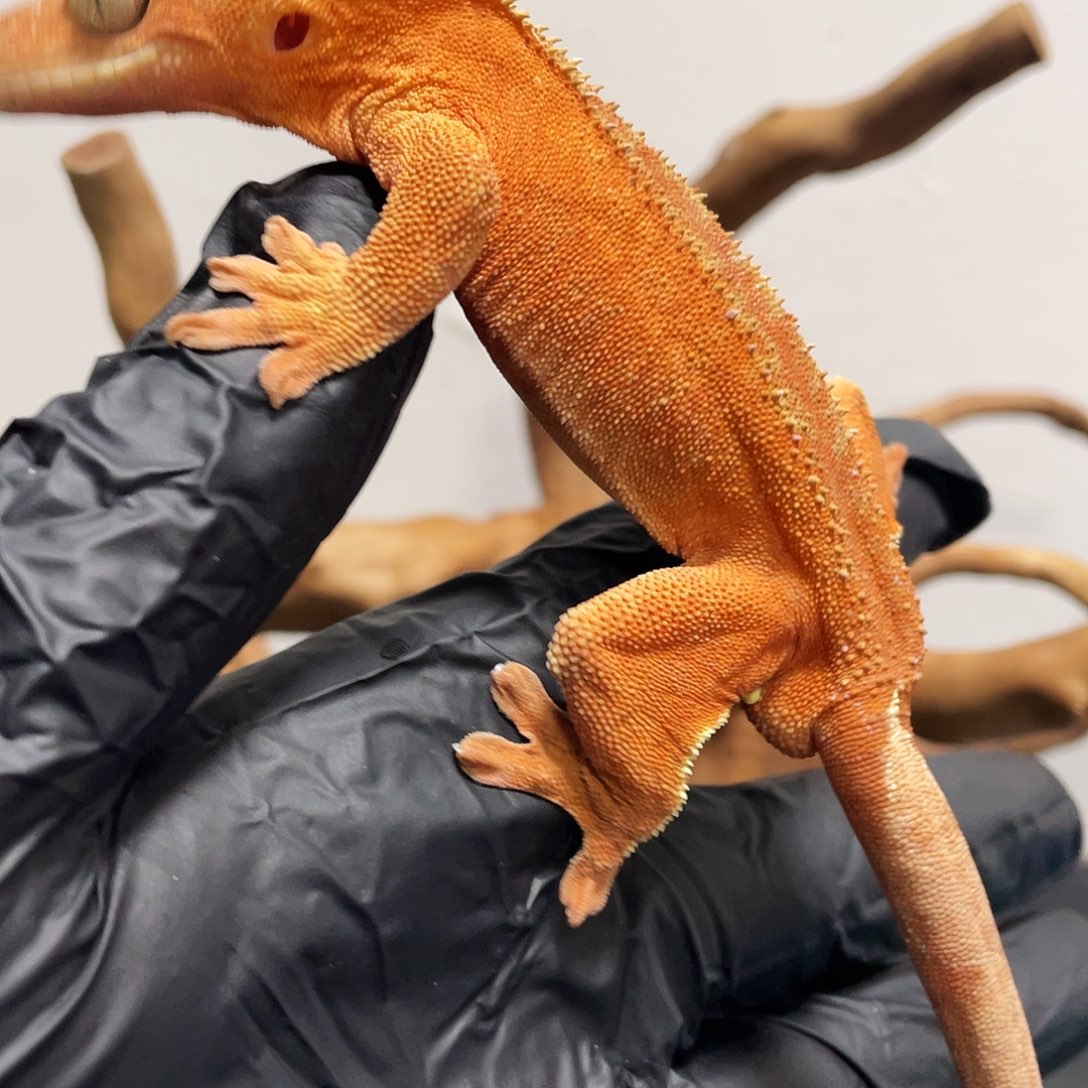 睫角守宫20251212双红歪尾根