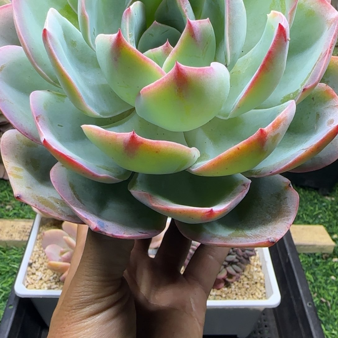 锦安精品多植物223