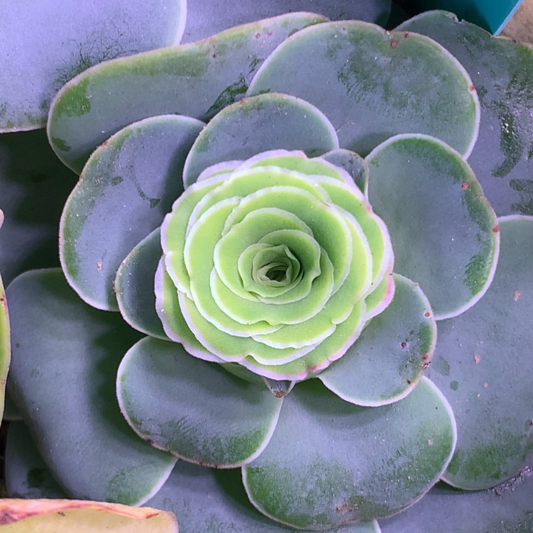 一物一拍大白011