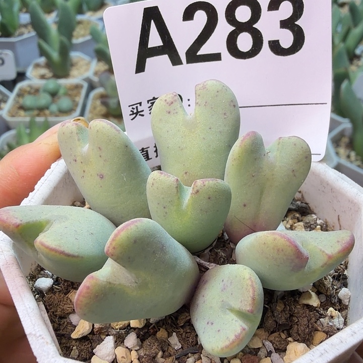 283。满38包邮肉锥