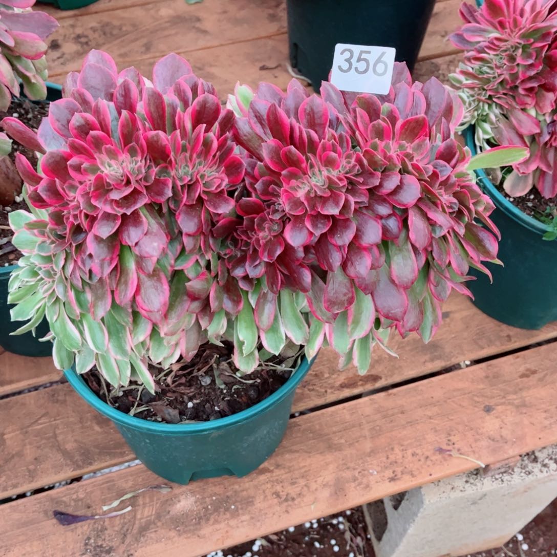 多肉植物356女郎