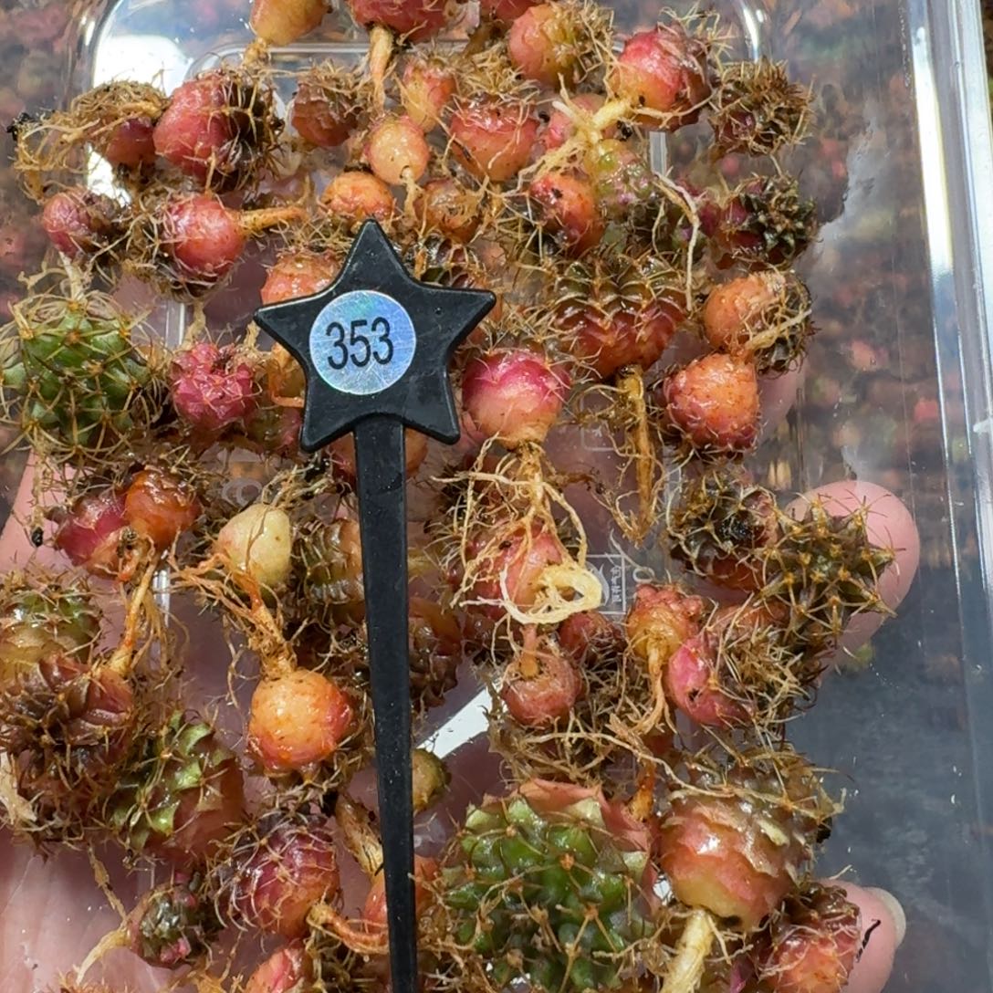 米哈实生自然锦练手球50棵左右353