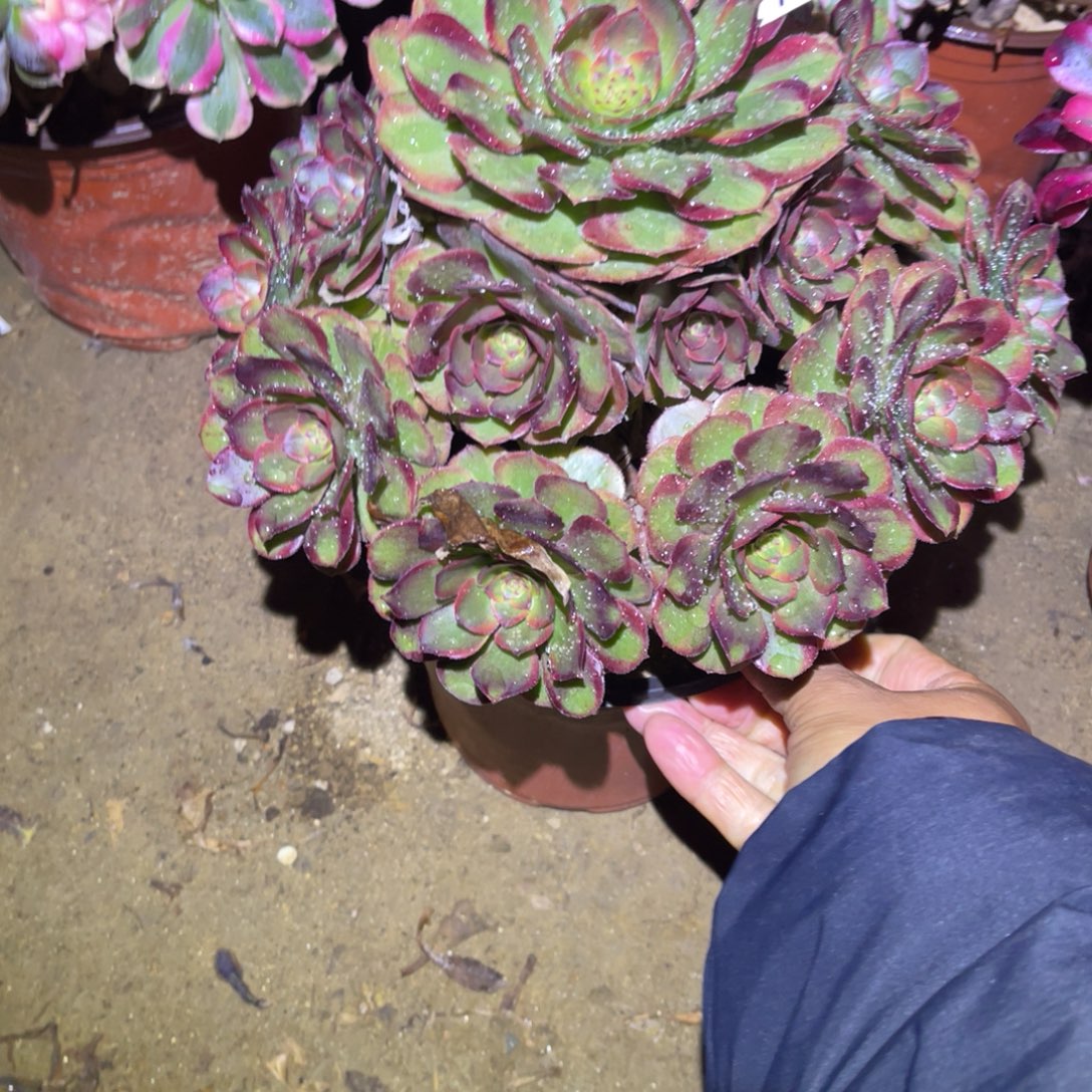 12-29-9火狐法师锦