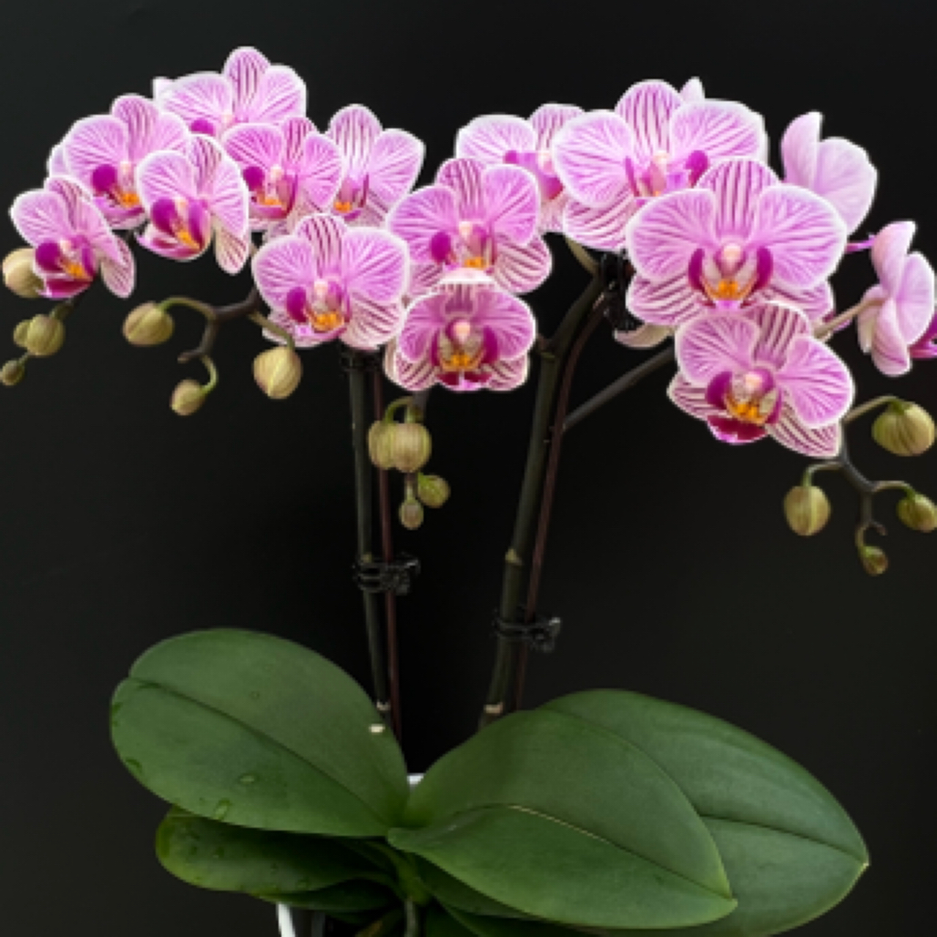 椎名蝴蝶兰（爱丽丝）