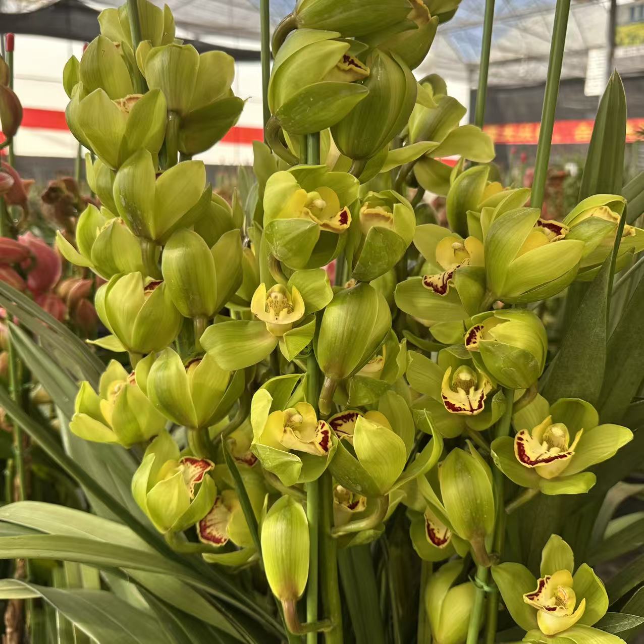 桃子专属【玉观音】带花剑大花蕙兰高端名贵兰花盆栽南北方好养