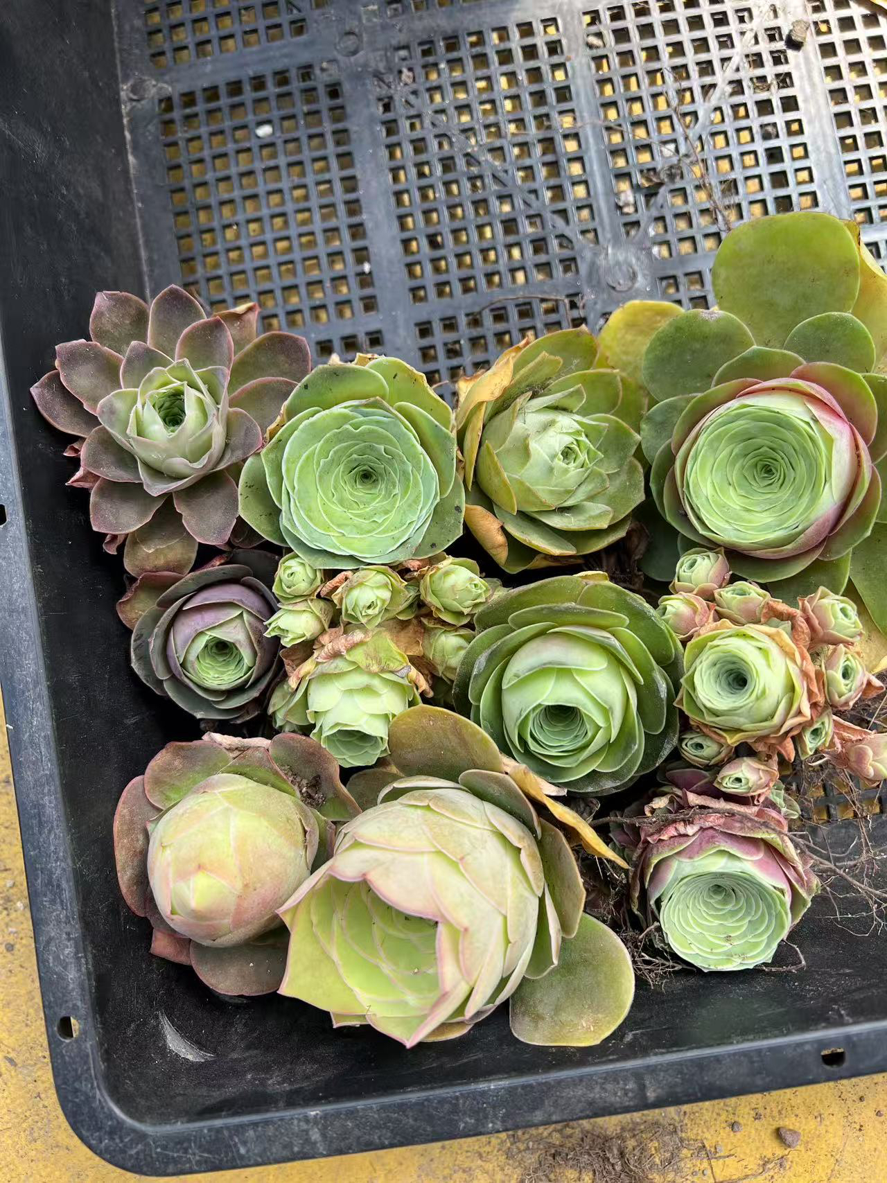 山地玫瑰多品种组合10个不同品种套餐每颗3-5厘米