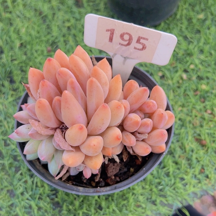 健健康康平平安安