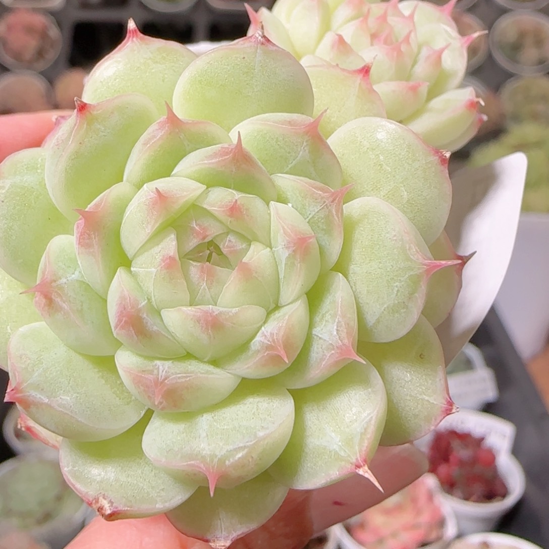 花语多肉1203-279散