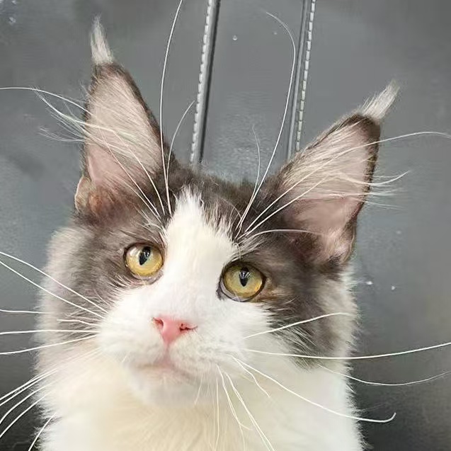 来了姊妹-烟白缅因 弟弟 4