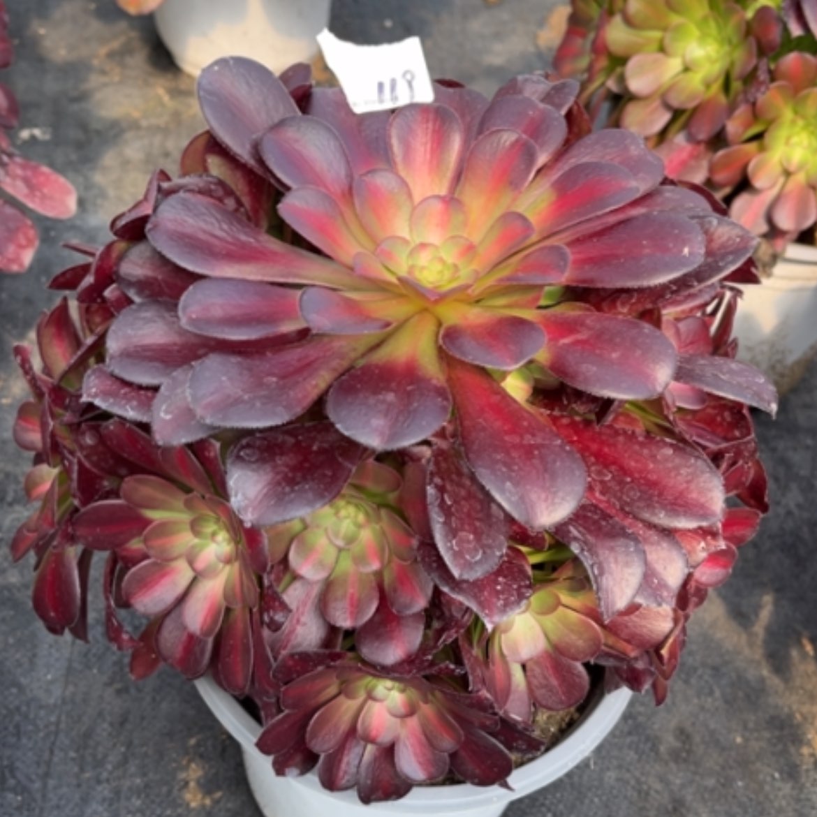 【闪购商品】119花钠锦多肉法师