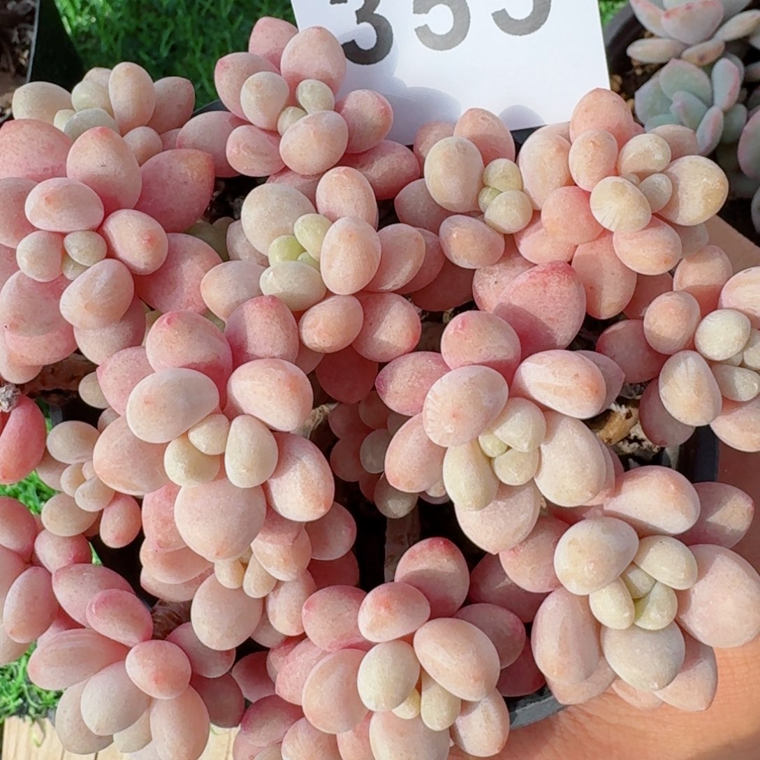 鱼子酱群生整装无砍