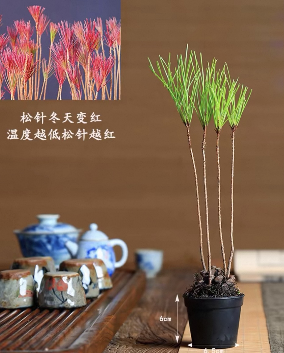 松树小丛林 稀有品种松树 冬天红叶 小盆养殖3年
