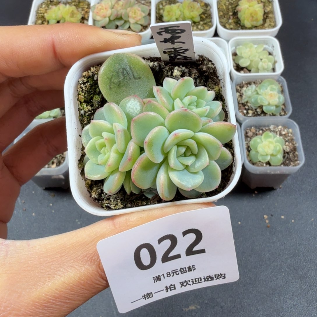 五头西米露一物一拍022