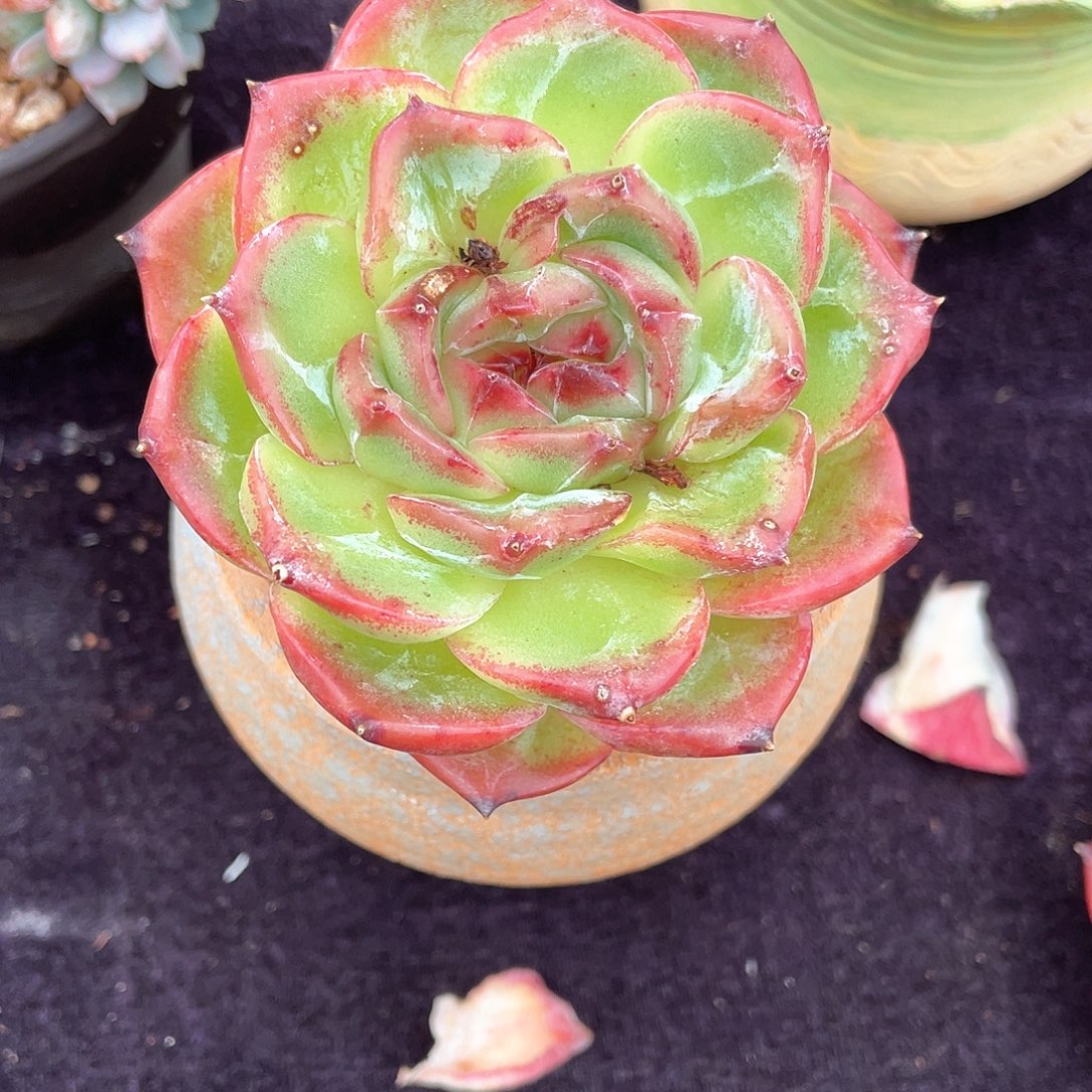 多肉植物一物一拍