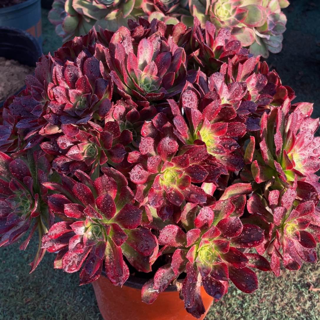 793安娜彩虹锦精品法师老桩