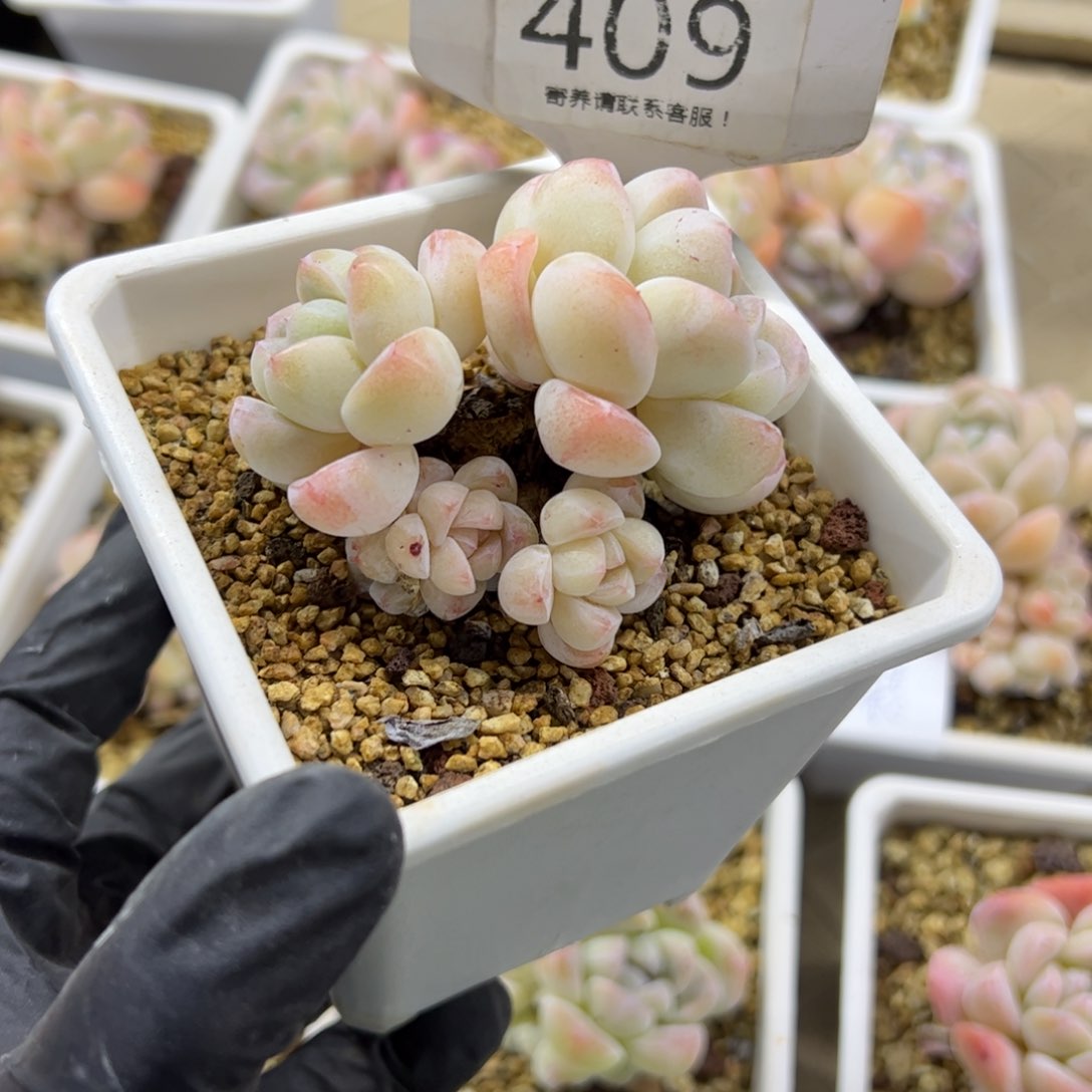 红陶409号多肉植物