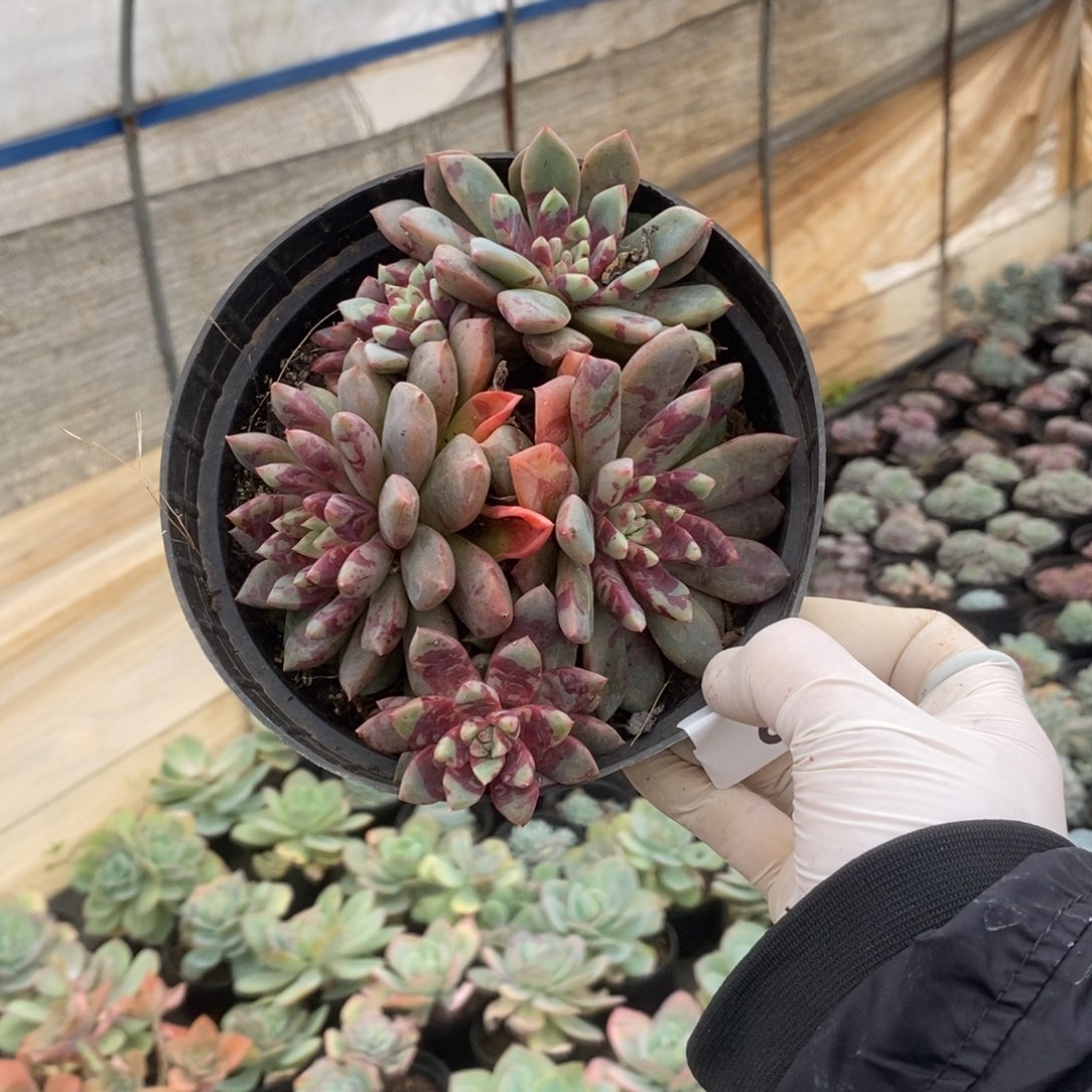 4883血燕多头一物一拍