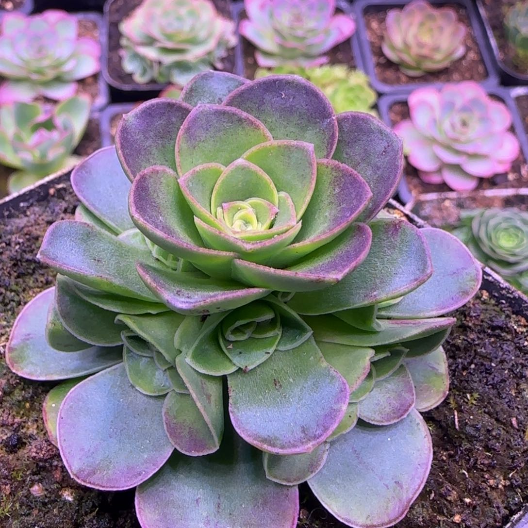 胭脂扣双圈捧花玫瑰2696656685696988