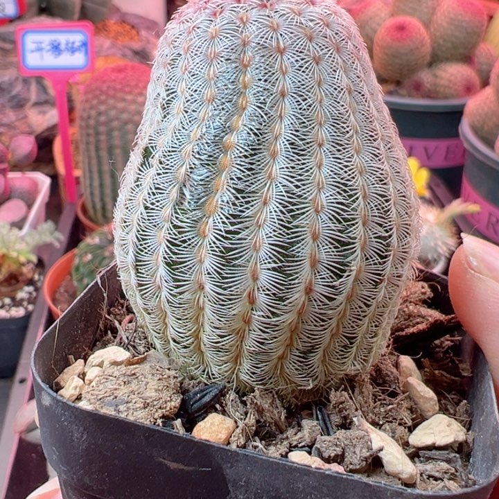 嗯哼那也得吃一颗