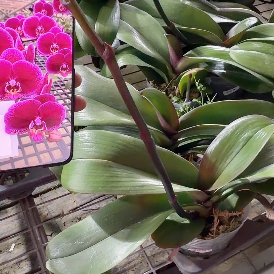 无花朵3.5带梗黑玫瑰