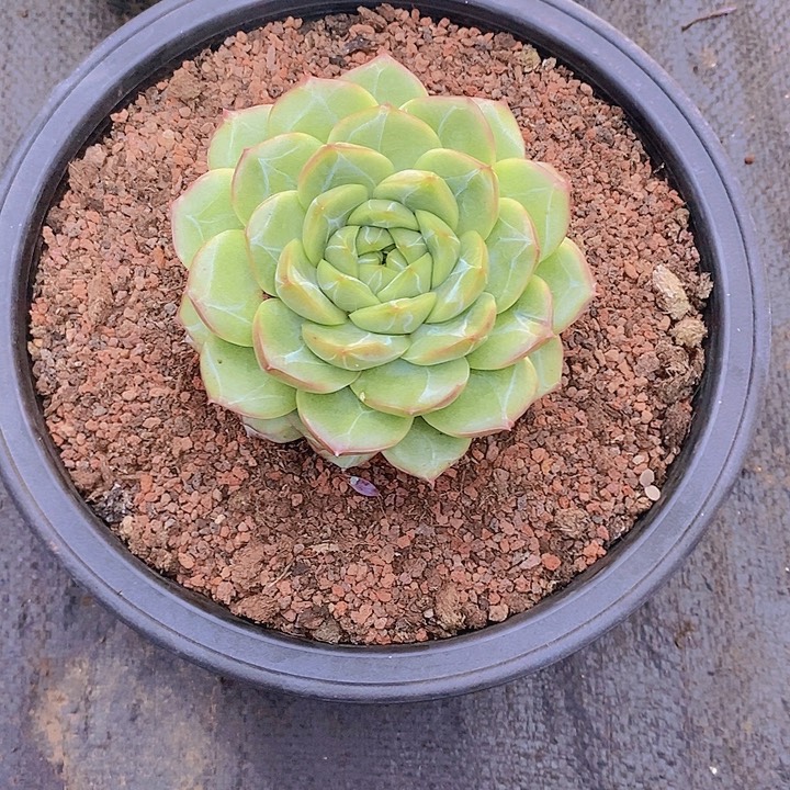 大***狮杂交多肉植物老桩
