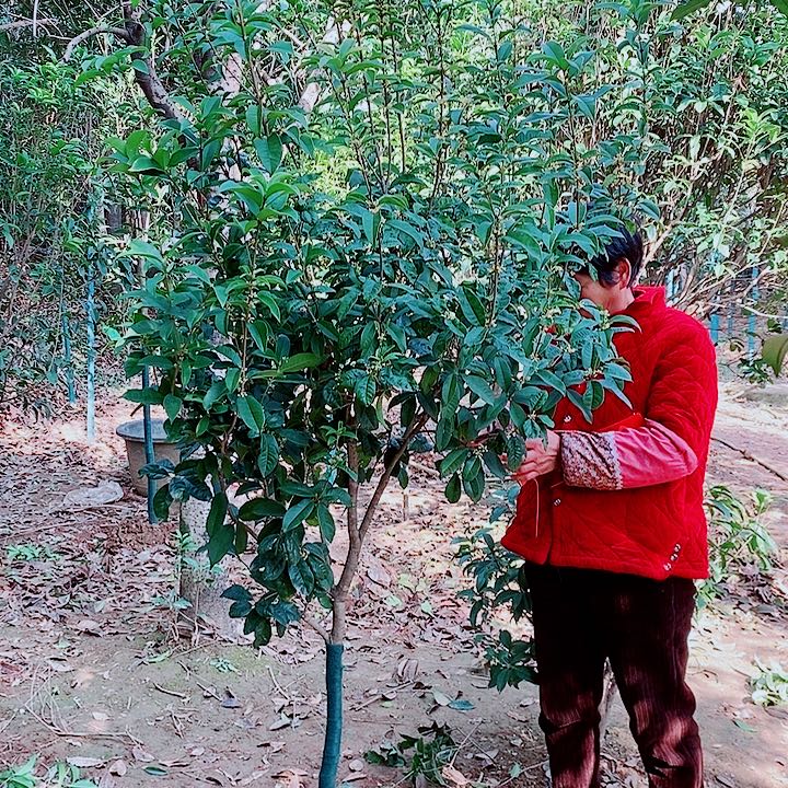 心****完全开放3/4左右四级桂