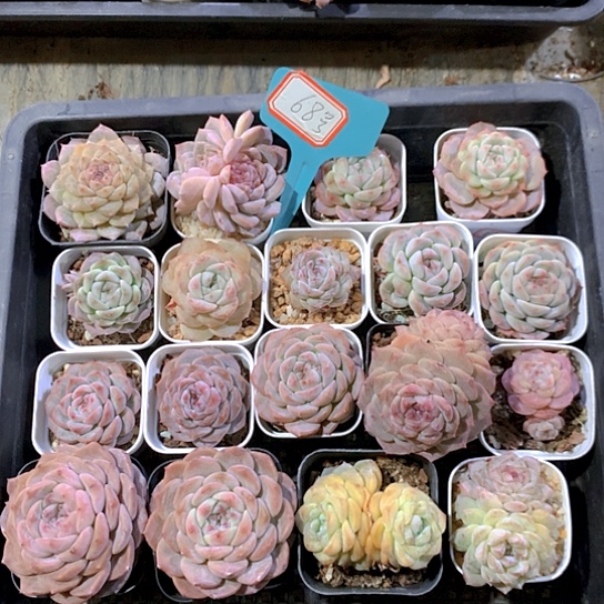 68号多肉植物园艺