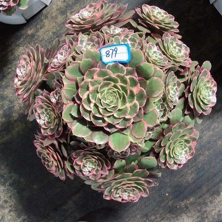 879粉花妖多肉法师