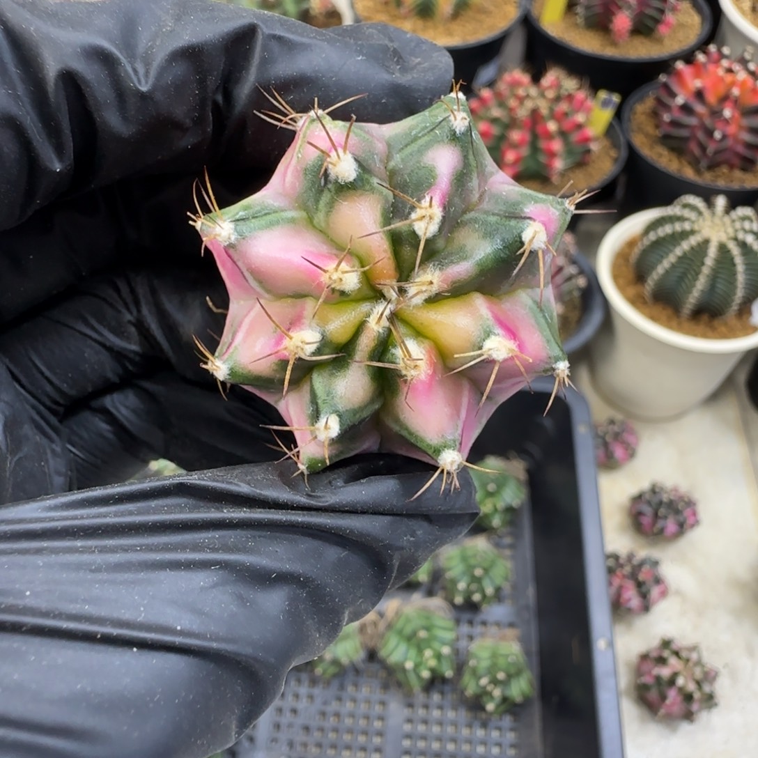 泰系名品侧芽粉钻