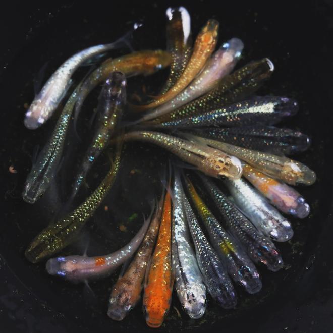 观背青鳉【直播间对应编码发货】1-50号