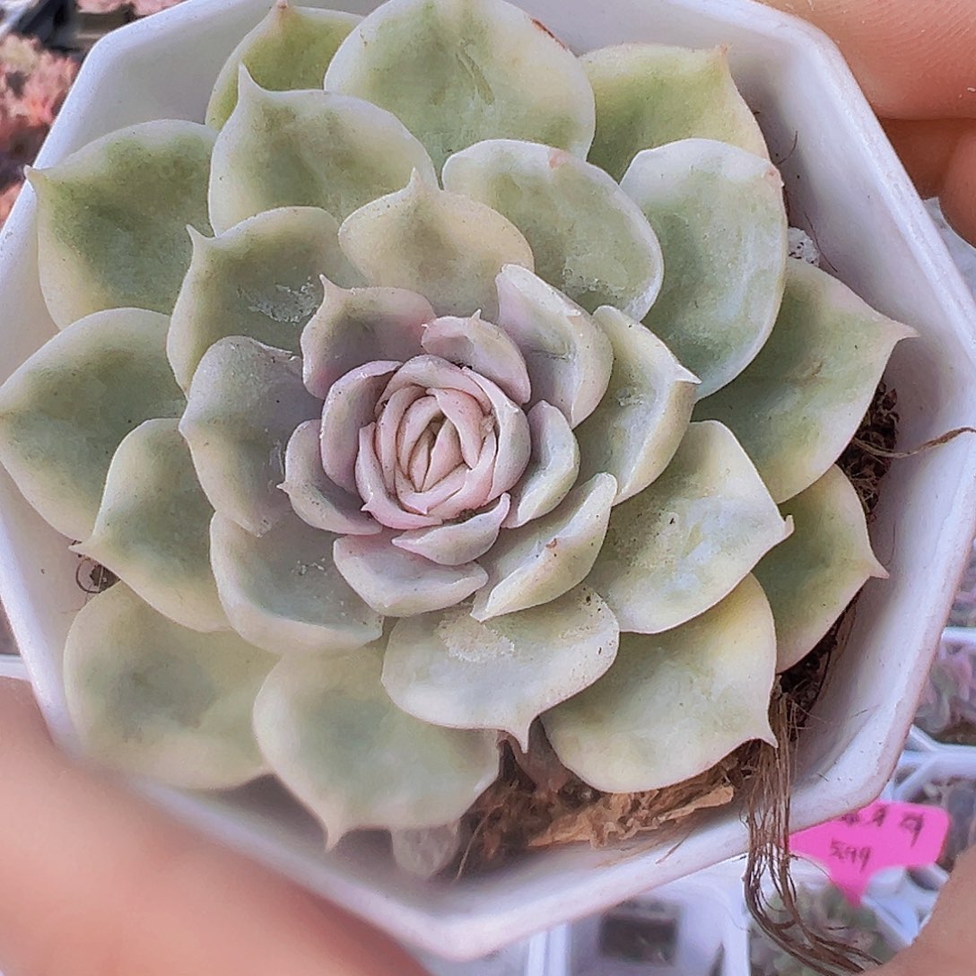 昂斯诺锦19包邮多肉