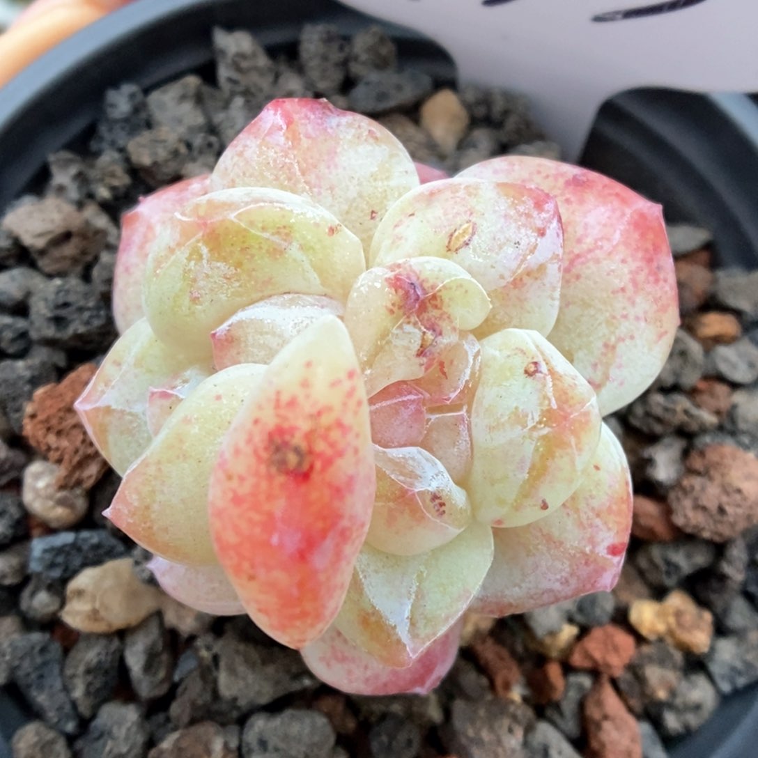 冰玉石化可拍933号 