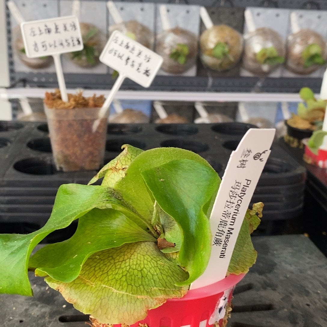 无花朵玛莎拉蒂鹿角蕨
