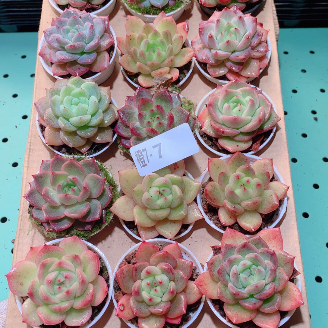7-7一物一拍多肉带盆18颗