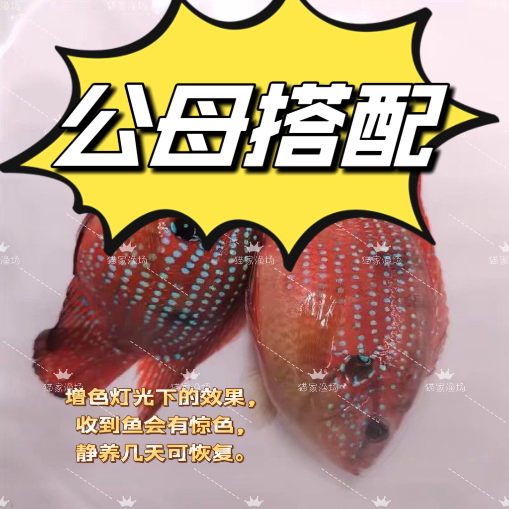 红宝石血钻石鱼活体红色热带观赏鱼淡水饲养招财宠物鱼